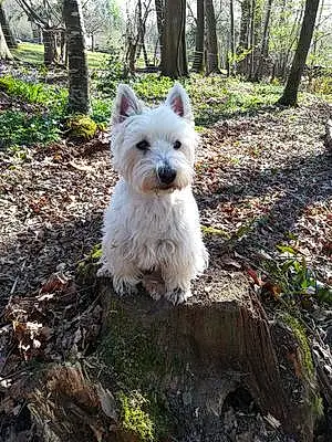 Nom West Highland White Terrier Chien Galopin