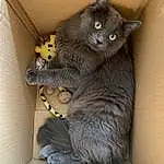Chat, Comfort, Felidae, Carnivore, Couch, Grey, Moustaches, Small To Medium-sized Cats, Chats noirs, Cat Supply, Queue, Cat Toy, Domestic Short-haired Cat, Room, Poil, Patte, Chartreux, Cat Furniture, Griffe, Chair
