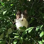 Chat, Felidae, Leaf, Plante, Carnivore, Small To Medium-sized Cats, Vegetation, Herbe, Moustaches, Faon, Groundcover, Bois, Queue, Arbre, Poil, Shrub, Domestic Short-haired Cat, Trunk, Garden