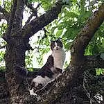 Chat, Plante, Felidae, Arbre, Branch, Carnivore, Twig, Small To Medium-sized Cats, Trunk, Bois, Woody Plant, Ciel, Queue, Herbe, ForÃªt, Moustaches, Jungle, Domestic Short-haired Cat, Nature Reserve, Woodland