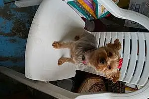 Yorkshire Terrier Chien Lady