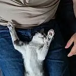 Hand, Chat, Felidae, Sleeve, Gesture, Carnivore, Grey, Finger, Small To Medium-sized Cats, Nail, Moustaches, Comfort, Wrist, Trunk, Human Leg, Denim, Poil, Patte, Queue, Domestic Short-haired Cat