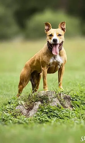 Nom American Staffordshire Terrier Chien Léna