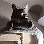 Chat, FenÃªtre, Felidae, Carnivore, Cat Supply, Grey, Moustaches, Small To Medium-sized Cats, Bois, Cat Bed, Stairs, Queue, Museau, Cat Furniture, Comfort, Pet Supply, Poil, Domestic Short-haired Cat, Noir & Blanc, Room