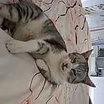 Chat, Felidae, Carnivore, Comfort, Moustaches, Grey, Small To Medium-sized Cats, Faon, Museau, Queue, Poil, Domestic Short-haired Cat, Linens, Patte, Pattern, Home Appliance, Room, Terrestrial Animal, Bedding, Sieste