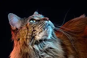 Nom Maine Coon Chat Plume