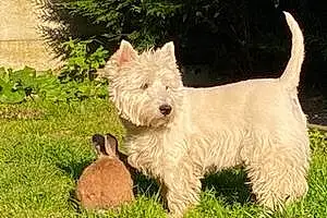 Nom West Highland White Terrier Chien Eliott