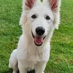 Chien, Plante, Carnivore, Race de chien, Chien de compagnie, Herbe, Herding Dog, Queue, Dog Supply, Shout, American Eskimo Dog, Poil, Indian Spitz, Samoyed, Working Dog, Ancient Dog Breeds, Fang, Moustaches, Happy