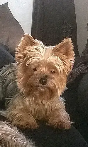 Yorkshire Terrier Chien Nouggy