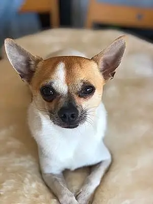 Nom Chihuahua Chien Loïs