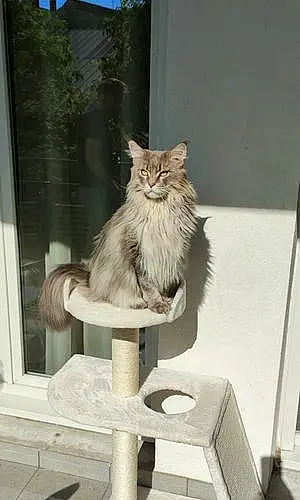 Nom Maine Coon Chat Link