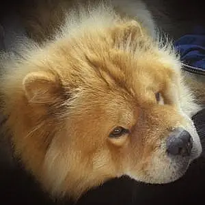 Nom Chow Chow Chien Caramelle