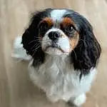 Chien, Race de chien, Liver, Carnivore, Faon, Chien de compagnie, Toy Dog, King Charles Spaniel, Terrestrial Animal, Ã‰pagneul, Moustaches, Working Animal, Poil, Cavalier King Charles Spaniel, Canidae, Bois, Non-sporting Group