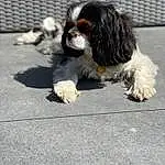 Chien, Carnivore, Race de chien, King Charles Spaniel, Cavalier King Charles Spaniel, Asphalt, Road Surface, Chien de compagnie, Ã‰pagneul, Toy Dog, Queue, Museau, Poil, Canidae, Working Dog, Terrestrial Animal, Patte, Mesh, Chiots