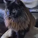 Chat, Felidae, Carnivore, Grey, Moustaches, Small To Medium-sized Cats, Faon, Museau, Queue, Poil, Chats noirs, Griffe, Terrestrial Animal, British Longhair, Electric Blue, Ragdoll