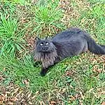Chat, Carnivore, Felidae, Small To Medium-sized Cats, Herbe, Moustaches, Terrestrial Animal, Groundcover, Race de chien, Museau, Queue, Plante, Poil, Chats noirs, SacrÃ© de Birmanie, Canidae
