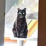 Chat, FenÃªtre, Felidae, Small To Medium-sized Cats, Carnivore, Moustaches, Bois, Grey, Plante, Stairs, Bombay, Queue, Tints And Shades, Museau, Chats noirs, Poil, Domestic Short-haired Cat, Room, Arbre, Assis