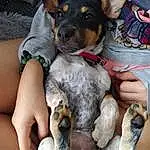 Watch, Chien, Race de chien, Carnivore, Faon, Chien de compagnie, Working Animal, Comfort, Texas Heeler, Canidae, Poil, Toy Dog, Lap, Working Dog, Chiot d’amour, Collar, Sharing, Patte, Assis
