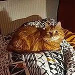 Chat, Felidae, Carnivore, Small To Medium-sized Cats, Moustaches, Faon, Comfort, Queue, Museau, Terrestrial Animal, Poil, Couch, Chapi Chapo, Domestic Short-haired Cat, Room, Bag, Vase, Pet Supply, Pattern