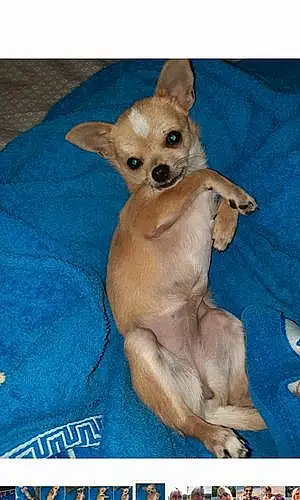 Chihuahua Chien Sissi