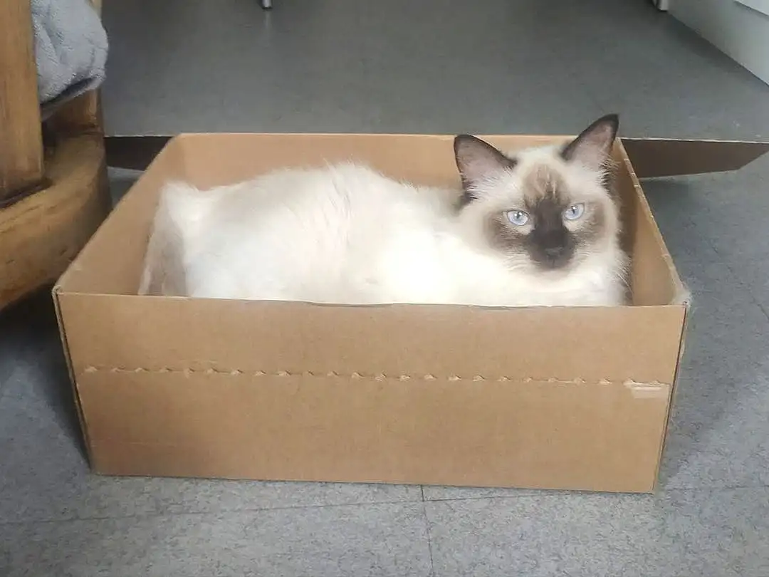 Chat, Siamois, Felidae, Carnivore, Small To Medium-sized Cats, Moustaches, Faon, Shipping Box, SacrÃ© de Birmanie, Packaging And Labeling, Balinais, Box, Carton, Packing Materials, Comfort, Cardboard, Paper Product, Poil, Tonkinese, Hardwood