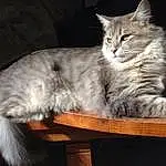 Chat, Felidae, Carnivore, Small To Medium-sized Cats, Moustaches, Comfort, Faon, Museau, Queue, Poil, Domestic Short-haired Cat, Patte, Griffe, Assis, Maine Coon, Bois, Terrestrial Animal, Plante