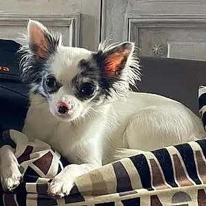 Nom Chihuahua Chien Billie