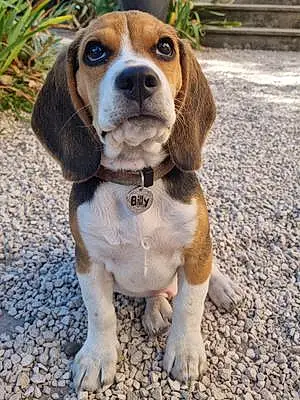 Nom Beagle Chien Billy