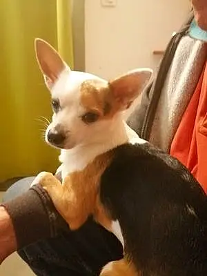 Nom Chihuahua Chien Bouba