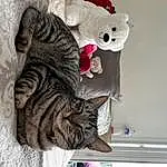 Chat, Felidae, Carnivore, Grey, Small To Medium-sized Cats, Moustaches, Queue, FenÃªtre, Jouets, Poil, Domestic Short-haired Cat, Art, Teddy Bear, Patte, Room, Stuffed Toy, Bed, Peluches