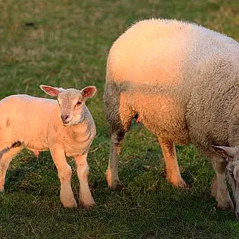Mouton et sa maman