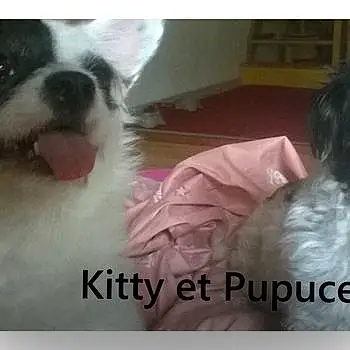 Kitty Et Pupuce