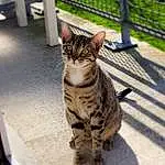 Chat, Felidae, Small To Medium-sized Cats, Carnivore, Moustaches, Fence, Faon, Mesh, Museau, Queue, Terrestrial Animal, Herbe, Poil, Road Surface, Wire Fencing, Domestic Short-haired Cat, FenÃªtre, Griffe, Patte
