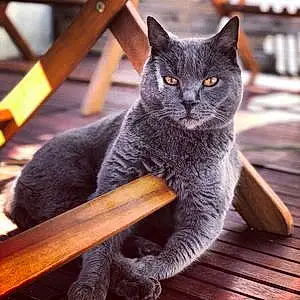 Chartreux Chat Dolce