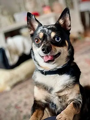 Nom Chihuahua Chien Looki