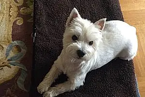 Nom West Highland White Terrier Chien Lalou
