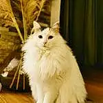 Chat, Felidae, Carnivore, Small To Medium-sized Cats, Moustaches, Bois, Faon, Museau, Queue, Poil, British Longhair, Herbe, Curtain, Hardwood, Terrestrial Animal, Assis, Varnish