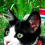 Plante, Chat, Yeux, Felidae, Botany, Carnivore, Small To Medium-sized Cats, Moustaches, Herbe, Groundcover, Museau, Queue, Terrestrial Plant, Close-up, Terrestrial Animal, Poil, Chats noirs, Domestic Short-haired Cat, Shrub