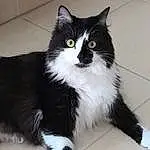 Chat, Carnivore, Felidae, Small To Medium-sized Cats, Moustaches, Chats noirs, Queue, FenÃªtre, Hardwood, Domestic Short-haired Cat, Poil, Patte, Griffe, Foot, Bois, Comfort