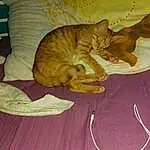 Chat, Comfort, Felidae, Textile, Carnivore, Bois, Small To Medium-sized Cats, Moustaches, Faon, Queue, Linens, Poil, Hardwood, Art, Domestic Short-haired Cat, Patte, Sieste, Griffe, Sleep