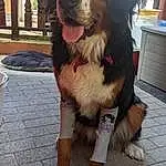 Chien, Race de chien, Carnivore, Collar, Chien de compagnie, Museau, Working Animal, Poil, Giant Dog Breed, Dog Collar, Working Dog, Foot, Canidae, Leash, Ancient Dog Breeds, Dog Supply