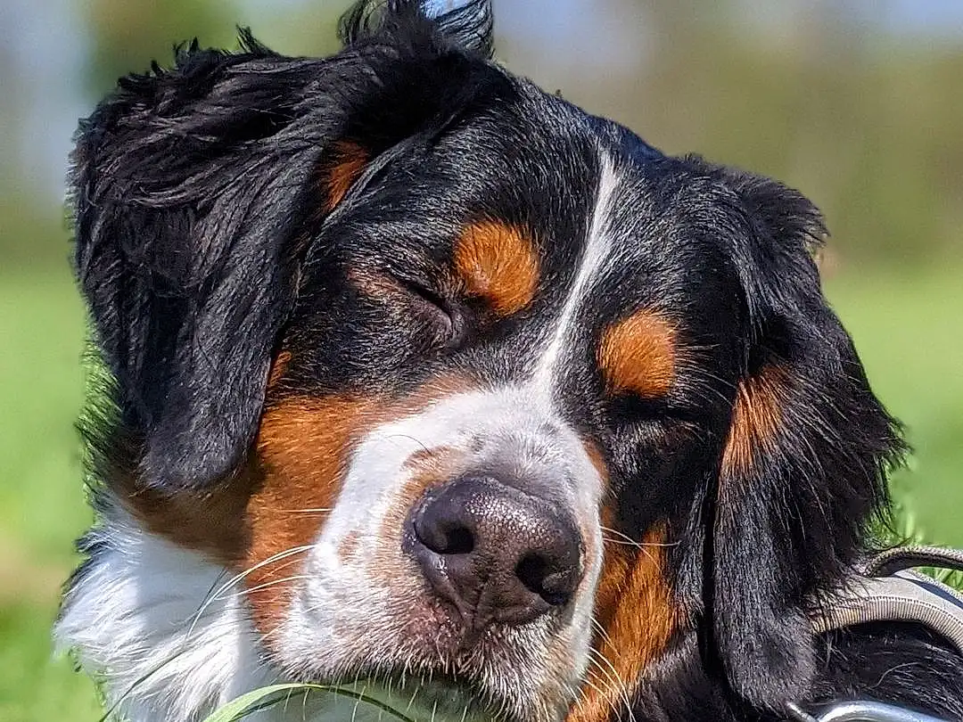 Chien, Carnivore, Race de chien, Chien de compagnie, Herbe, Museau, Terrestrial Animal, Canidae, Bernese Mountain Dog, Moustaches, Liver, Working Dog, Hunting Dog, Giant Dog Breed, Poil