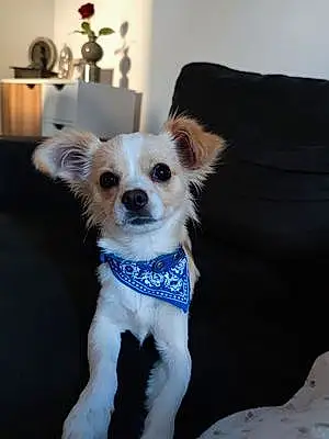 Nom Chihuahua Chien Laïko
