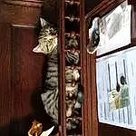 Brown, Shelf, Bois, Chat, Shelving, Closet, Cabinetry, Felidae, Carnivore, Hardwood, Door, Small To Medium-sized Cats, Metal, Wood Stain, Cat Supply, Room, Drawer, Curtain, Cupboard, Stairs