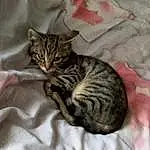 Chat, Felidae, Carnivore, Comfort, Small To Medium-sized Cats, Moustaches, Grey, Museau, Terrestrial Animal, Linens, Queue, Poil, Domestic Short-haired Cat, Bed, Bedding, Patte, Sieste, Pattern, Griffe
