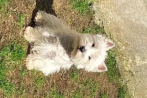West Highland White Terrier Chien Rocky