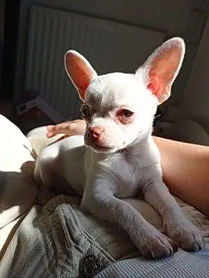 Chihuahua Chien Angel