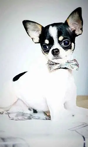 Nom Chihuahua Chien Jacob
