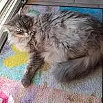 Chat, Small To Medium-sized Cats, Felidae, Domestic Long-haired Cat, Carnivore, Moustaches, SibÃ©rien, NorvÃ©gien, Poil, Maine Coon, British Longhair, Queue, Asian Semi-longhair, Ragamuffin, Persan, Nebelung, Chatons, British Semi-longhair, Chat sauvage