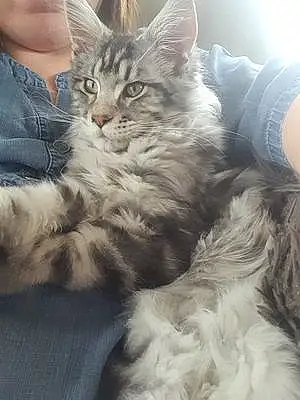 Maine Coon Chat Titch